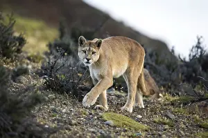 Chris Brunskill: 80188398 Puma Torres Del Paine National Park, Patagonia
