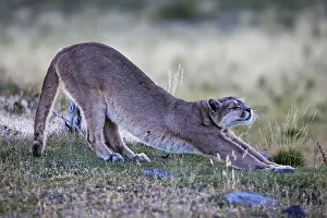 Chris Brunskill: 80188400 Puma - stretching Torres Del Paine National
