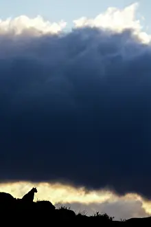 Chris Brunskill: 80188401 Puma - at dusk Torres Del Paine National