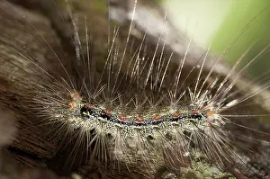 Hairs: 80188402 Caterpillar - with long hairs for protection