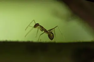 Oecophylla: 80188404 Asian Weaver Ant - on branch Klungkung