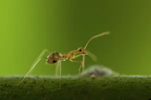 Oecophylla: 80188405 Asian Weaver Ant - on branch Klungkung