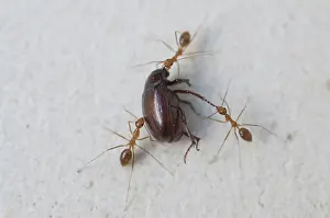 Away: 80188406 Fire Ants - trio dragging away dead beetle