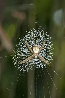 Patterned: 80188407 Spider (Argiope sp.) with lace-like patterned