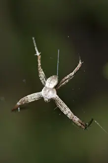 Argiope: 80188408 St. Andrew's Cross Spider - male on web