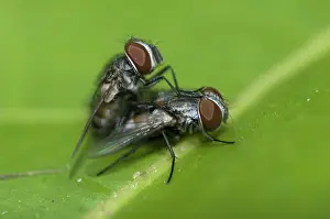 Blow: 80188409 Blow Flies - mating on leaf Klungkung
