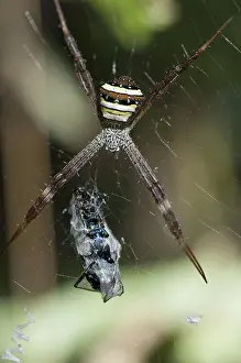 Argiope: 80188413 St. Andrew's Cross Spider - female with