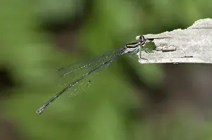 Piece: 80188414 Black Threadtail Damselfly - on piece of
