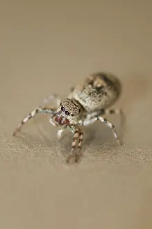 Salticidae: 80188415 Jumping Spider - Aranaea order Klungkung