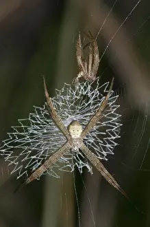 Patterned: 80188416 Spider - with lace-like patterned web (stabilimentu