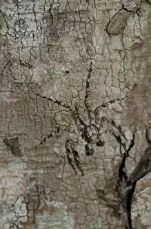 Arachnophobia: 80188418 Jumping Spider - (Aranaea order) camouflaged