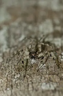 Salticidae: 80188419 Jumping Spider - (Aranaea order) camouflaged