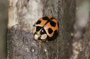 Axyridis: 80188421 Harlequin Ladybird - on tree (becoming
