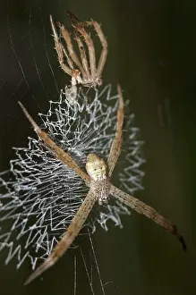 Patterned: 80188424 Spider - with lace-like patterned web (stabilimentu