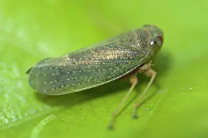 Leafhopper: 80188426 Leafhopper - (Hemiptera order) Klungkung