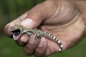 Tokay: 80188428 Tokay Gecko - with mouth open in hand Klungkung