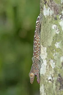 Tokay: 80188429 Tokay Gecko - in tree Klungkung, Bali