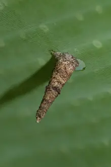 Case: 80188430 Cone Case Moth - (Lepidoptera order) larvae