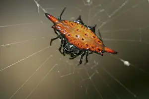 Orbweaver: 80188431 Crablike Spiny Orbweaver Spider - on web