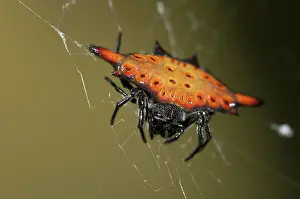 Orbweaver: 80188432 Crablike Spiny Orbweaver Spider - on web