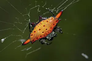 Orbweaver: 80188433 Crablike Spiny Orbweaver Spider - on web