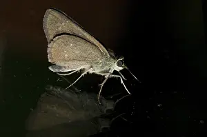 Klunkung: 80188434 Moth Klungkung, Bali, Indonesia Lepidoptera