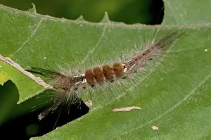 Tussock: 80188436 Tussock Moth Caterpillar - (Lepidoptera