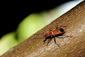 Pyrrhocoridae: 80188437 True Bug - on tree branch Klungkung, Bali