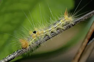 Klunkung: 80188438 Caterpillar - with long hairs for protection