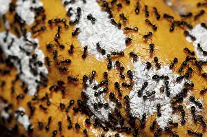 Malvaceae: 80188439 Black Ants - guarding white Mealybugs (Hemiptera