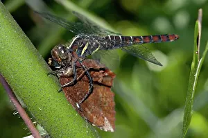 Anisoptera: 80188445 Dragonfly - (Odonata order) eating Common