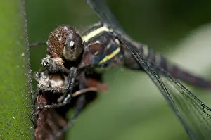 Anisoptera: 80188446 Dragonfly - (Odonata order) eating Common