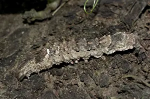 Hawkmoth: 80188449 Hawkmoth Caterpillar Klungkung, Bali, Indonesia