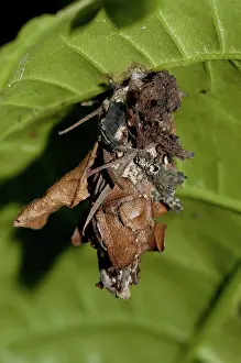 Highly: 80188452 Chrsyalis - highly camouflaged under leaf