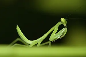 Mantodea: 80188453 Praying Mantis - on leaf Klungkung, Bali
