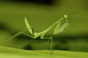 Mantodea: 80188454 Praying Mantis - on leaf Klungkung, Bali