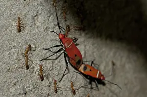 Dindymus: 80188457 True Bugs - mating on tree branch Klungkung