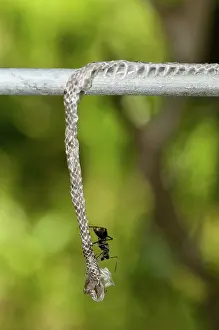Shedding: 80188458 Snake skin - on fence Klungkung, Bali