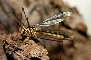 Apocrita: 80188463 Wasp - (Hymenoptera order, Apocrita suborder)