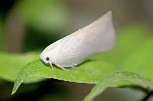 Planthopper: 80188466 Planthopper - camouflaged on plant Klungkung