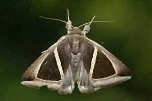 Owlet: 80188468 Owlet Moth - with unusual pattern Klungkung