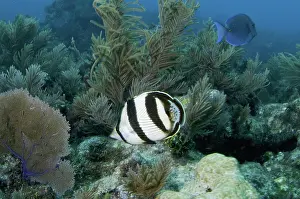 Butterflyfish: 80188469 Banded Butterflyfish Molasses Reef, Key