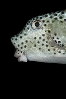Shortnose: 80188471 Shortnose Boxfish - Juvenile during night