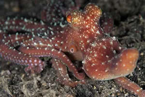 Sucker: 80188472 Starry Night Octopus - during night dive