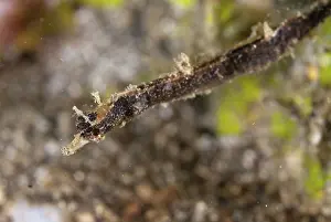 Appendage: 80188475 Shortpouch Pygmy Pipehorse Pantai Parigi
