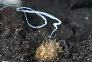 Sperm: 80188477 Volcano Sea Cucumber - ejecting sperm TK1