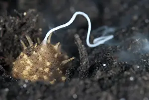 Sperm: 80188479 Volcano Sea Cucumber - ejecting sperm TK1