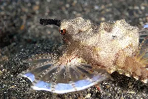 Crawl: 80188480 Pegasus Seamoth - crawling on sand Tanjung