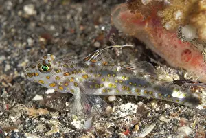 Blotched: 80188481 Blotched Goby - on black sand Tanjung Slope
