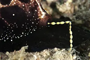 Cowrie: 80188482 Egg Cowrie - laying string of eggs Tanjung